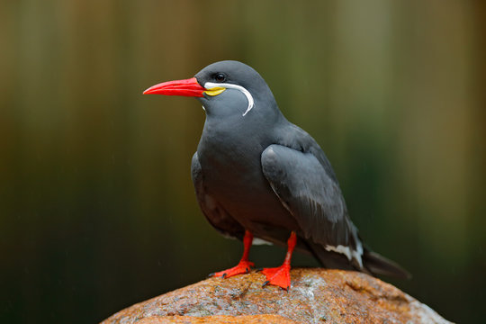Inca Tern, Larosterna inca, bird on the stone. Tern from Peruvian coast. Bird in the nature sea habitat. Wildlife scene from nature. Black Inca Tern with red bill, Peru. Bird with white beard.