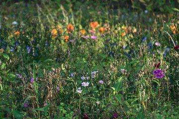 木漏れ日と野原の草花
