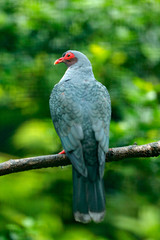 Bare-eyed Mountain-pigeon, Gymnophas albertisii, wood pigeon. forest bird in the nature habitat, green background, Papua New Guinea. Rare bird from Asia, green vegetation. Pigeon in nature habitat.