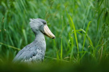 Fototapeta premium Birdwatching in Africa. Shoebill, Balaeniceps rex, portrait of big beak bird, Uganda. Detail wildlife scene from Central Africa. Rare bird in the green grass forest. Shoebill in the nature habitat.