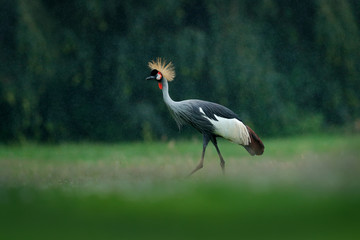 Grey crowned crane, Balearica regulorum, with dark background. Bird head with gold crest in beautiful evening sun light. Sunset in nature. Wildlife scene from Africa, Tanzania. Crane in rain.
