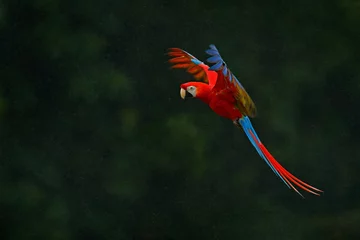 Foto op Canvas Rode papegaai in regen. Ara papegaaivlieg in donkergroene vegetatie. Scarlet Macaw, Ara macao, in tropisch bos, Costa Rica, Wildlife scène uit de tropische natuur. Rode vogel in het bos. Papegaai vlucht. © ondrejprosicky
