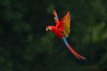 Fototapeta premium Czerwona papuga w deszczu. Papuga Ara lata w ciemnozielonej roślinności. Szkarłatna ara, Ara Macao, w tropikalnym lesie, Kostaryka, scena przyrody z tropic nature. Czerwony ptak w lesie. Lot papugi.