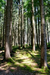 Sonnenstrahlen im Wald