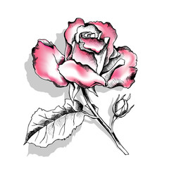 Drawing pink rose on a light gray background. Vector illustration.