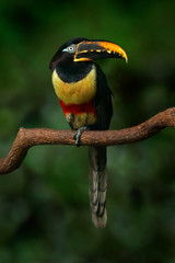 Chestnut-eared Aracari, Pteroglossus castanostis, yellow and black small toucan bird in the nature habitat. Exotic animal in tropical forest, green mountain vegetation, Brazil. Toucan hidden.