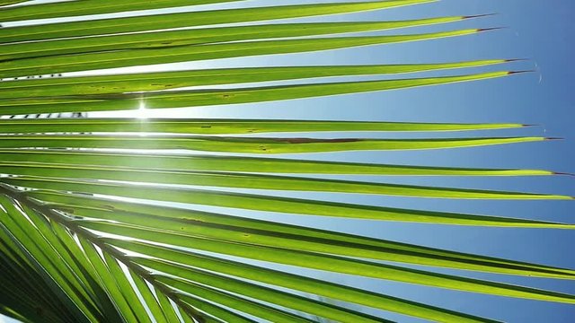 Sunshine through palm leaves with sun background with lens flare effects in slow motion. 1920x1080