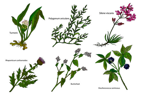 Hand drawn color herbal vector illustration: Turmeri, Polygonum aviculare, Buckwheat, Silene viscaria, Eleutherococcus senticosus, Rhaponticum carthamoides.