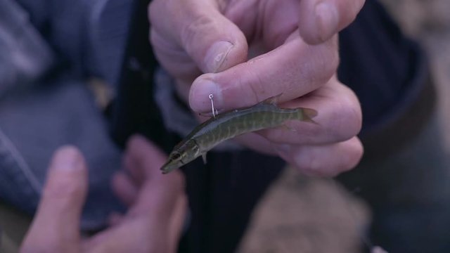live fish pike on a hook
