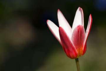 Naklejka premium Tulip