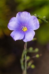 Little purple flower in the sun