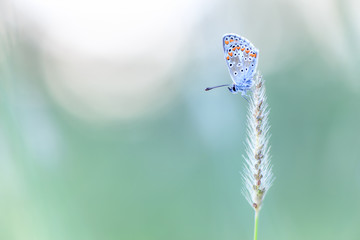 Gros plan d'un papillon argus