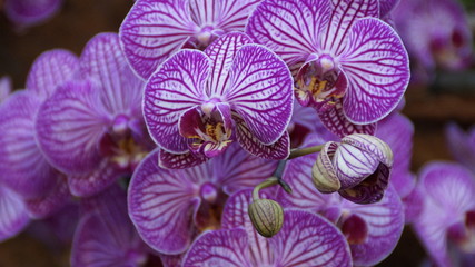 Orchids