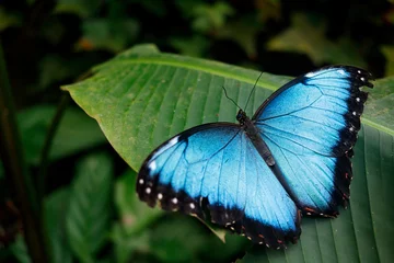 Photo sur Plexiglas Papillon Papillon bleu du Mexique.