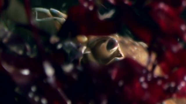 Crab hios underwater in search of food on seabed of White Sea Russia. Unique macro video close up. Predators of marine life on background of pure and transparent water stones.