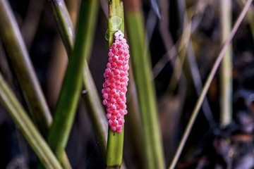 Desova de Caramujo (Mollusca) | Snail eggs