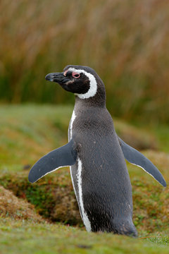 Magellan penguin. Penguin in grass, funny image in nature. Falkland Islands. Bird in nest ground hole.