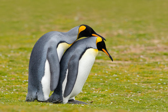 Animal love. King penguin couple cuddling, wild nature, green background. Two penguins making love. in the grass. Wildlife scene from nature. Bird behaviour, wildlife scene from nature, Antarctica.