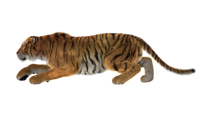 3D Rendering Big Cat Tiger on White