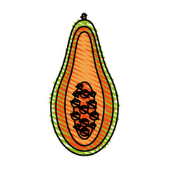 papaya vector illustration
