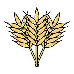 wheat vector illustration
