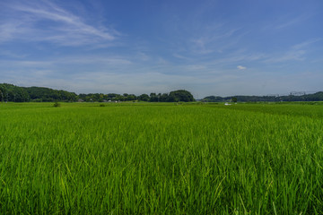 夏の千葉の田園風景
