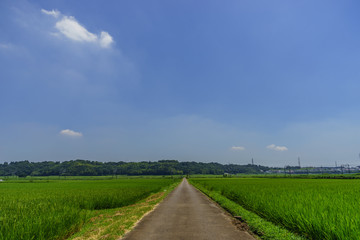 Fototapeta na wymiar 夏の千葉の田園風景