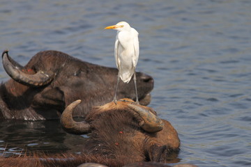 Heron on a head of swimming bull