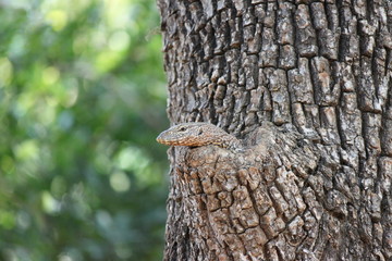 Goanna on a tree