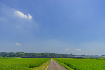 Obraz premium 夏の千葉の田園風景