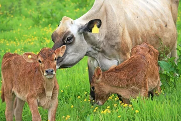 Papier Peint photo Lavable Vache Cow and her calves