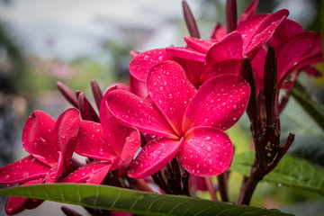 Pink frangipani glistening with water dropplets after a tropical Storm