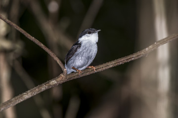 Naklejka premium Rendeira (Manacus manacus) | White-bearded Manakin