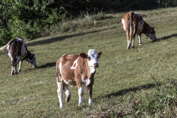 Cows on a mountain pasture
