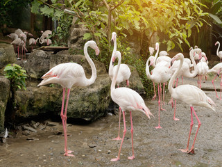 Flamingo birds standing in pond.