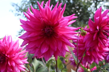 Obraz premium Просто цветок