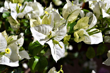 Beautiful white flowers in a garden on a beautiful sunny day in Minas Gerais, Brazil.