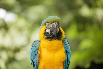 Macaw parrot birds is hanging on branch.