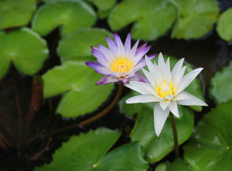 purple and white lotus flower.