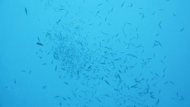 A school of striped Mackerel feeding in the Red Sea