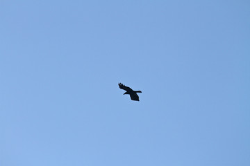 Rabe im Flug