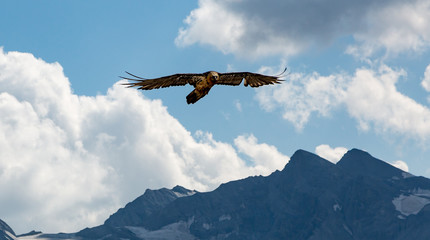 Lämmergeier im Gebirge 