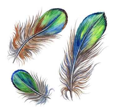 Set of green bird feathers. Watercolor painting on white background. Isolated with clipping paths.