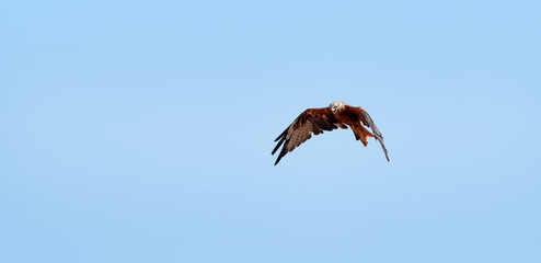 Vol de Milan royal en Corse