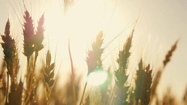 Yellow wheat spike close-up in sunlight glint at sunset