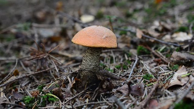 We cut off mushrooms in the wood.	Mushroom Leccinum scabrum.