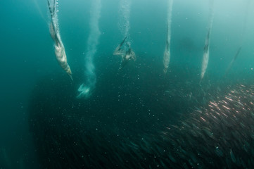 Cape gannets diving into a sardine bait ball during the sardine run, South Africa