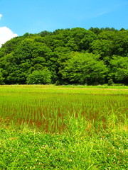里山の植田と森風景