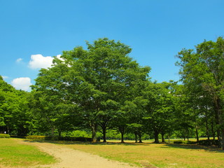 初夏の公園風景