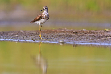 sandpiper on the edge of the swamp